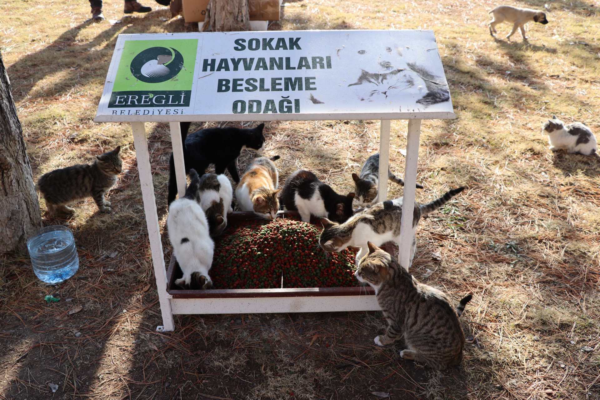 Ereğli Belediyesi Can Dostlarını Unutmuyor