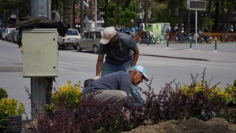 Ereğli Belediyesi’nden Şehir Estetiğine Katkı: “Orta Refüjler Renkleniyor"
